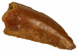 Serrated Raptor Tooth - Real Dinosaur Tooth #333378