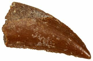Serrated Raptor Tooth - Real Dinosaur Tooth #333379
