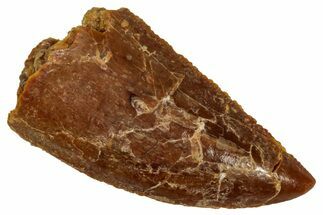 Serrated Raptor Tooth - Real Dinosaur Tooth #333382