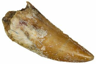 Serrated Raptor Tooth - Real Dinosaur Tooth #333386