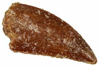 Serrated Raptor Tooth - Real Dinosaur Tooth #333388