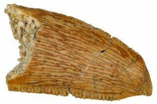 Bargain, Serrated Raptor Tooth - Real Dinosaur Tooth #333390