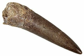 Fossil Plesiosaur (Zarafasaura) Tooth - Morocco #344207
