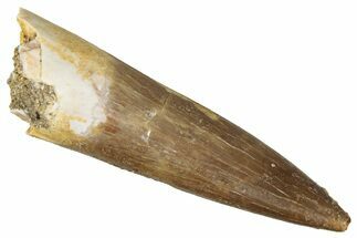 Fossil Plesiosaur (Zarafasaura) Tooth - Morocco #344213
