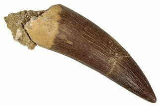Fossil Plesiosaur (Zarafasaura) Tooth - Morocco #344215