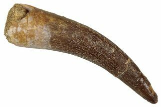 Fossil Plesiosaur (Zarafasaura) Tooth - Morocco #344216