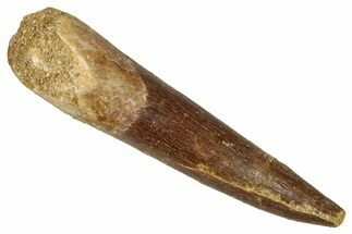 Large, Fossil Plesiosaur (Zarafasaura) Tooth - Morocco #344220