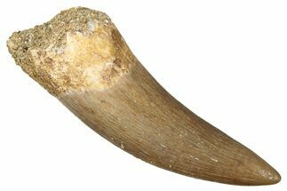 Fossil Plesiosaur (Zarafasaura) Tooth - Morocco #344221