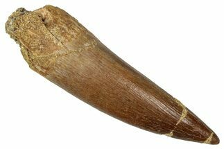 Fossil Plesiosaur (Zarafasaura) Tooth - Morocco #344223
