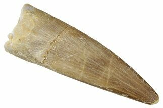 Fossil Plesiosaur (Zarafasaura) Tooth - Morocco #344228