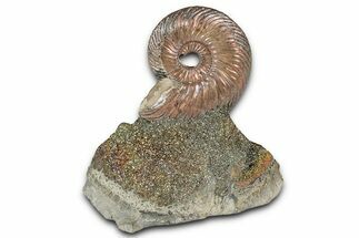Iridescent, Pyritized Ammonite (Quenstedticeras) Fossil Display #344262