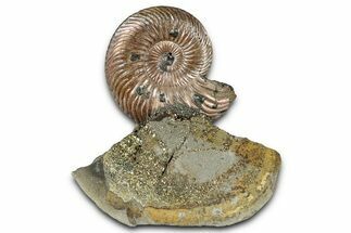 Iridescent, Pyritized Ammonite (Quenstedticeras) Fossil Display #344271