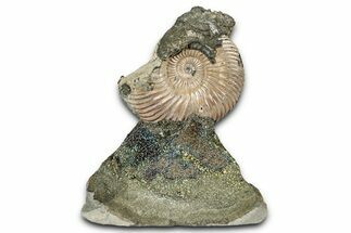 Iridescent, Pyritized Ammonite (Quenstedticeras) Fossil Display #344273
