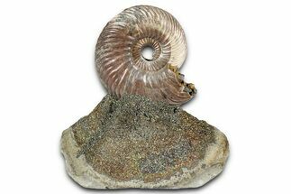 Iridescent, Pyritized Ammonite (Quenstedticeras) Fossil Display #344276
