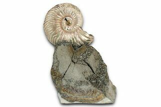 Iridescent, Pyritized Ammonite (Quenstedticeras) Fossil Display #344284