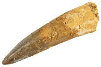 Fossil Spinosaurus Tooth - Real Dinosaur Tooth #344346