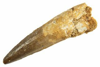 Fossil Spinosaurus Tooth - Real Dinosaur Tooth #344357