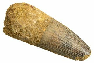 Fossil Spinosaurus Tooth - Real Dinosaur Tooth #344369