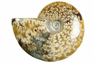 Polished Ammonite (Cleoniceras) Fossil - Madagascar #344297