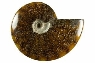 Polished Ammonite (Cleoniceras) Fossil - Madagascar #344298