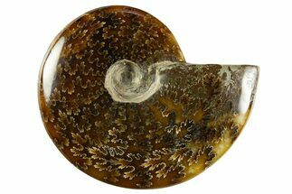 Polished Ammonite (Cleoniceras) Fossil - Madagascar #344300