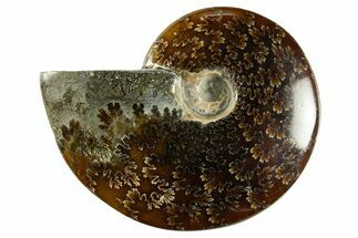 Polished Ammonite (Cleoniceras) Fossil - Madagascar #344301