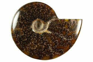 Polished Ammonite (Cleoniceras) Fossil - Madagascar #344302