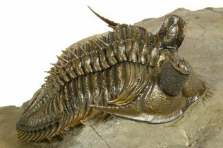 Amazing Tower Eyed Erbenochile Trilobite - Morocco #344461