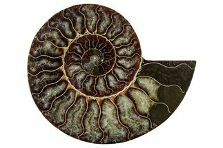 Cut & Polished Ammonite Fossil (Half) - Madagascar #344403