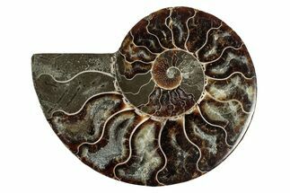 Cut & Polished Ammonite Fossil (Half) - Madagascar #344407