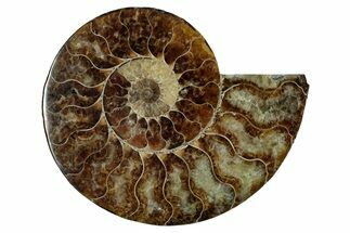 Cut & Polished Ammonite Fossil (Half) - Madagascar #344417