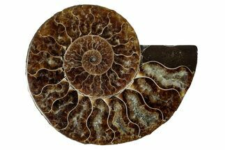 Cut & Polished Ammonite Fossil (Half) - Madagascar #344424