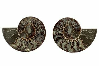 Cut & Polished, Agatized Ammonite Fossil - Madagascar #344474