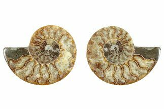 Cut & Polished, Agatized Ammonite Fossil - Madagascar #344479