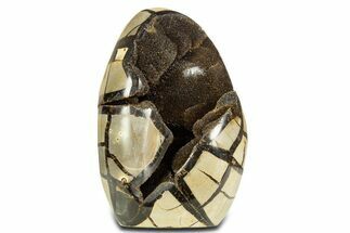 Free-Standing, Polished Septarian Geode - Black Crystals #344447