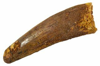 Fossil Spinosaurus Tooth - Real Dinosaur Tooth #344526