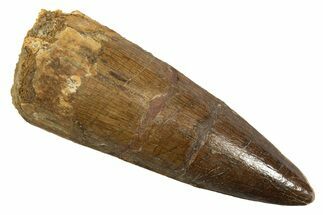 Fossil Spinosaurus Tooth - Real Dinosaur Tooth #344538