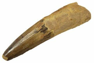 Fossil Spinosaurus Tooth - Real Dinosaur Tooth #344541