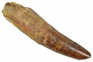 Fossil Spinosaurus Tooth - Real Dinosaur Tooth #344377