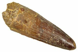 Fossil Spinosaurus Tooth - Real Dinosaur Tooth #344393