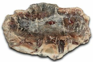 Beautiful Petrified Wood (Araucaria) Slab - Madagascar #344649