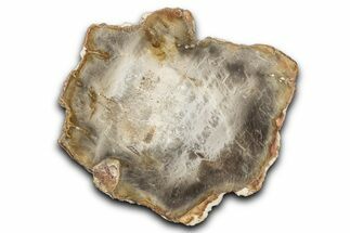 Beautiful Petrified Wood (Araucaria) Slab - Madagascar #344650