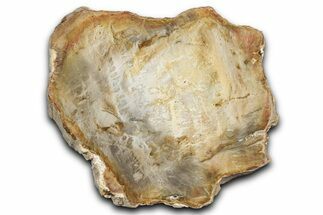 Beautiful Petrified Wood (Araucaria) Slab - Madagascar #344654
