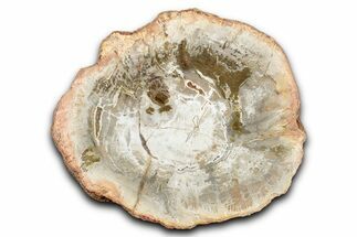 Polished Petrified Wood (Araucaria) Round - Madagascar #344665