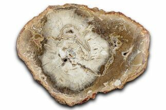 Polished Petrified Wood (Araucaria) Round - Madagascar #344666