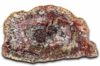 Beautiful Petrified Wood (Araucaria) Slab - Madagascar #344683