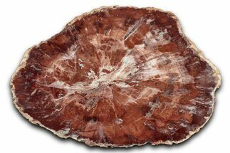 Polished Petrified Wood (Araucaria) Round - Madagascar #344684