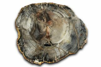 Polished Petrified Wood (Araucaria) Round - Madagascar #344687