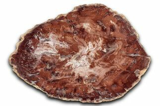 Polished Petrified Wood (Araucaria) Round - Madagascar #344689