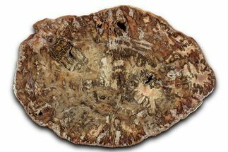 Polished Petrified Wood (Araucaria) Round - Madagascar #344707